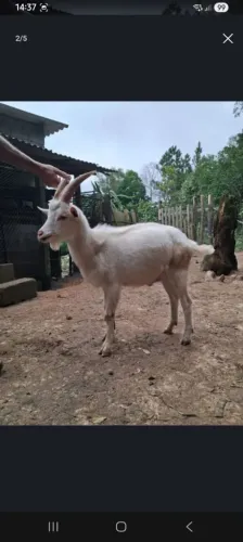 Cabra prenha raça Saanen