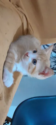 Gatinhos filhotes