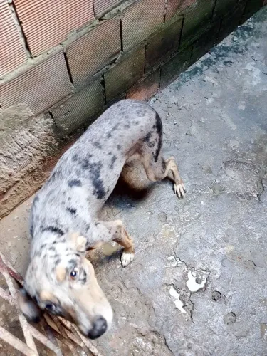 Cão ? para doação 