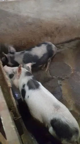 Porcos caipiras