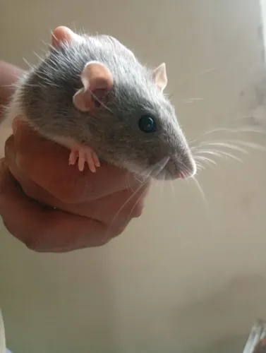 Ratas Twitter