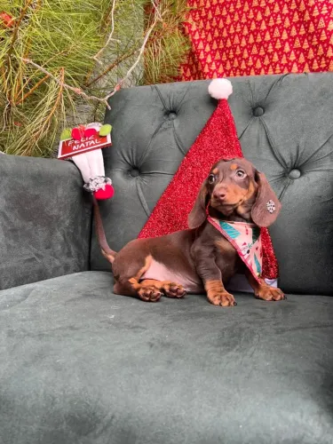 Dachshund pronto para entrega chocolate
