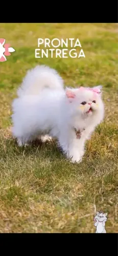 Gato persa fêmea e macho alto padrão