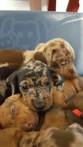 Basset teckel com pedigree