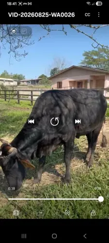 Vendo ou troco vaca prenha