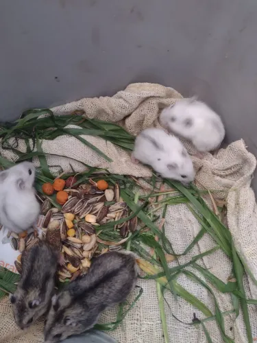 Filhotes de hamster chinês branco