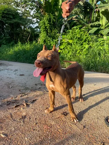 Vende se pitbull fêmea pura