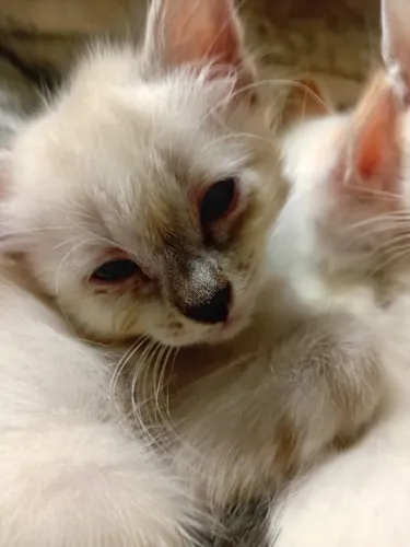 Gatos Siameses