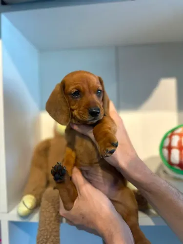 Encantador dachshund salsichinha
