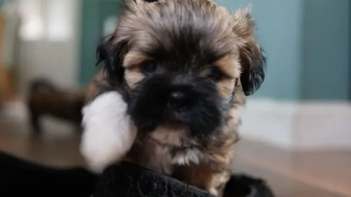 Lhasa Apso,Lhasa Apso Filhote Linda Linhagem Disponível