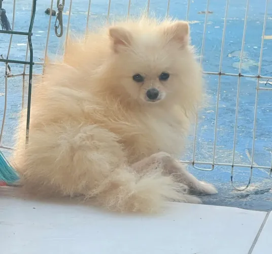 Spitz alemão adulto 