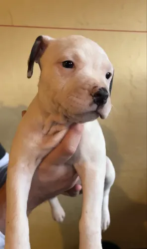 Filhote de pitbull ja vermifugados