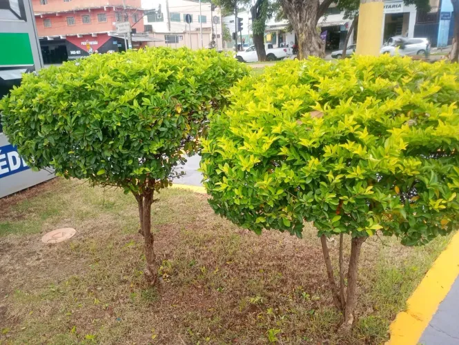 Podadora de árvores iniciante