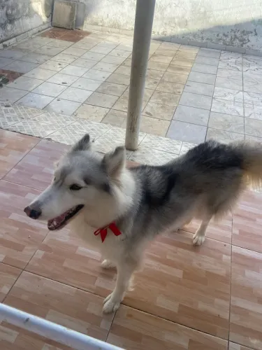 Doação de husky siberiano