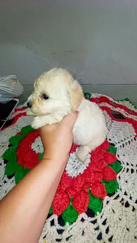 Poodle toy macho e fêmea 