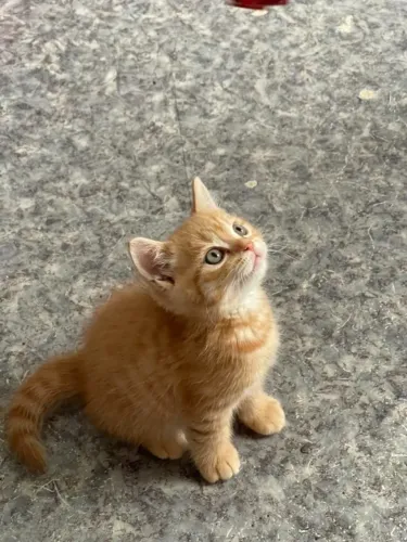 Gatinho fofinhos