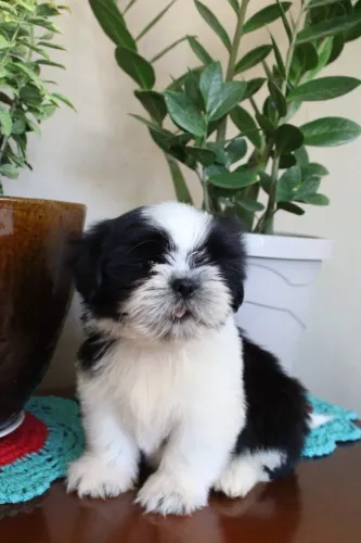 Lindos Filhotes de Shihtzu - Machos e Fêmeas!!!