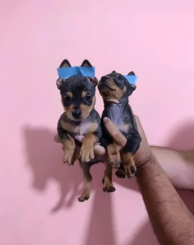 Lindo Pinscher