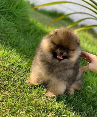 Lulu da pomerania -Melhores condições de parcelamento em até 18x