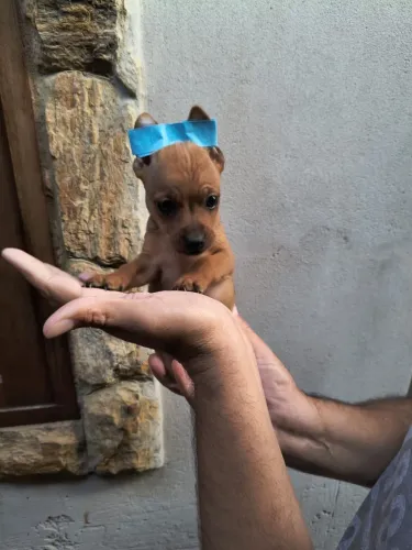 Pinscher macho e fêmea