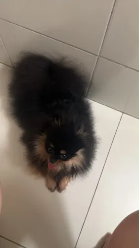 Spitz Alemão Fêmea de 2 anos.
