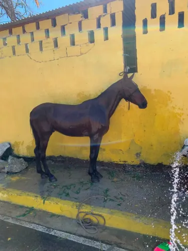 cavalo mestiço