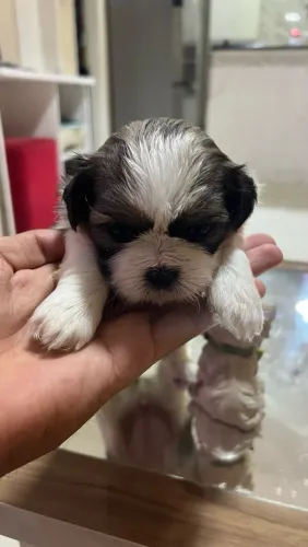 Lindo Filhote de Shih-Tzu Disponível