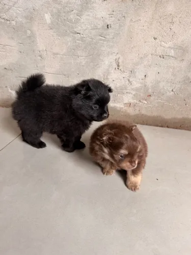 Filhotes de Spitz alemão esperando seu novo lar