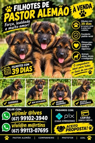 Filhotes de cães pastor alemão a venda 