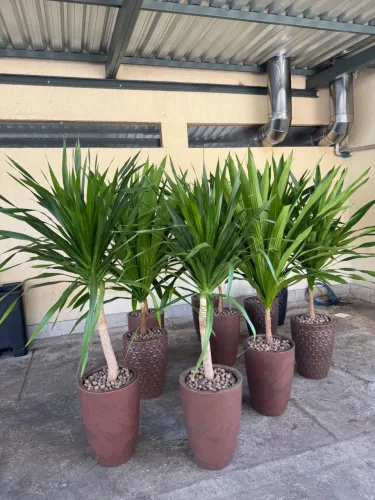 Dracena Draco