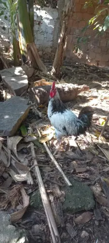 Galos