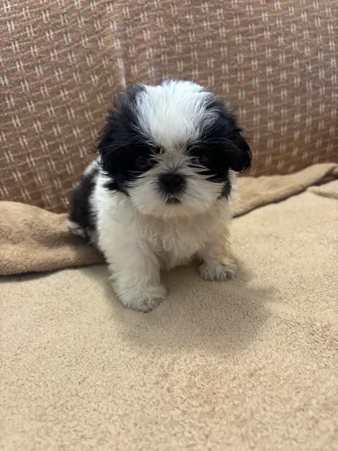 Cachorro 
