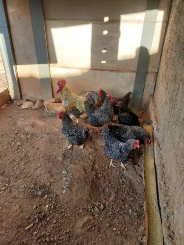 Galinhas para venda