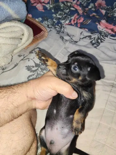 Pinscher 