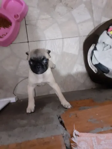 Vende-se pug filhote