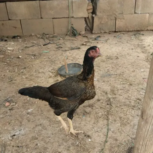 Vendo 3 frangas