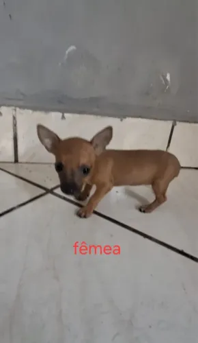 Cachorra Pinscher pra vender 