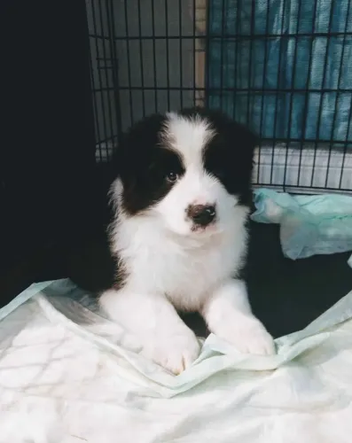 Filhotes de Border Collie | Carinho em dobro.