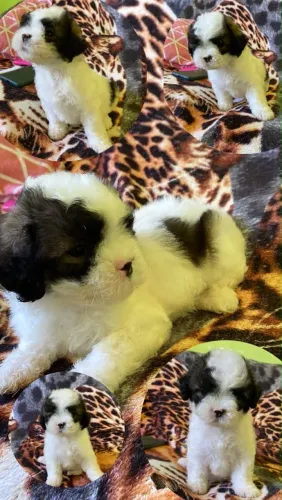 Lhasa apso, femea