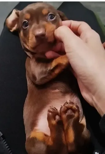 Filhotes de Dachshund Macho Chocolate 