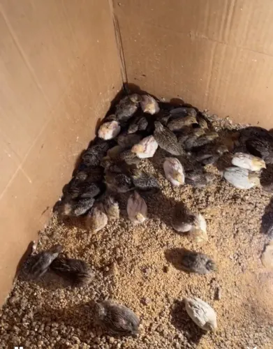 Chinesas fora da luz 