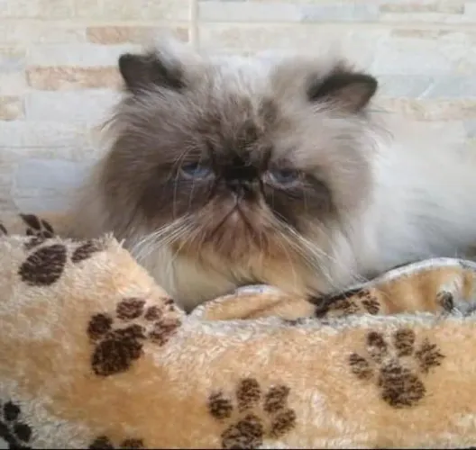 Gato Persa Disponível Fêmeas / Macho 