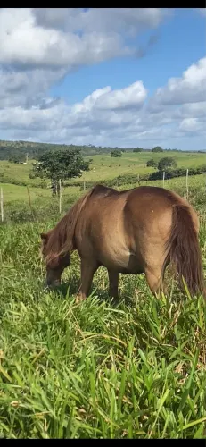 Vendo Cavalo alazão manso