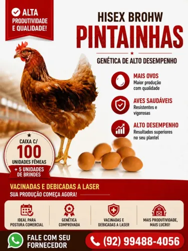 Pintainhas Poedeiras