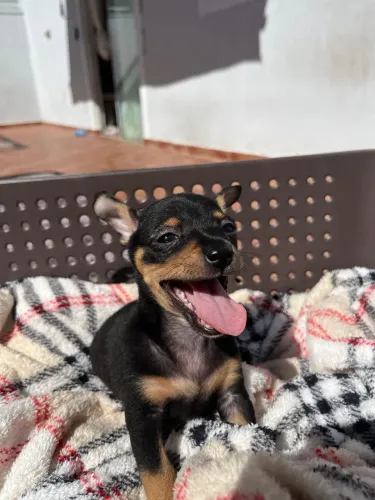 Filhotes de Pinscher á venda
