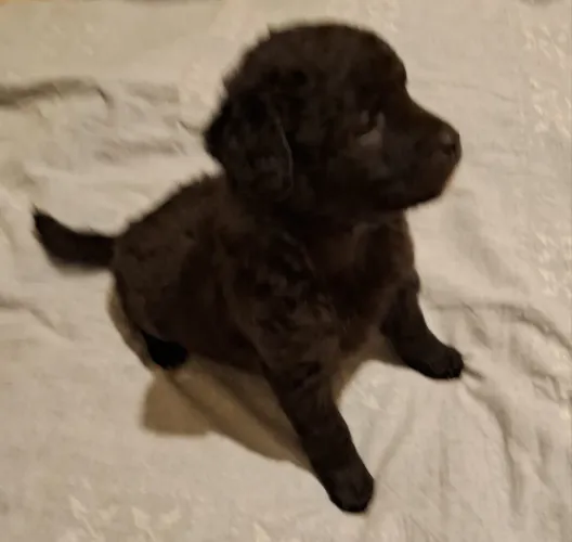 Poodle Miniatura Fêmea 