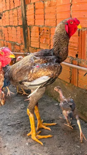Lote com 7 animais indio gigante -R$ 1500,00 (Todos).