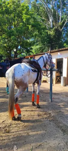 Égua Appaloosa 