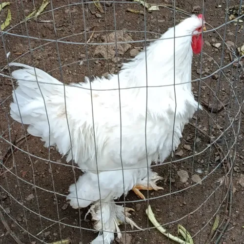 Galo Brahma 