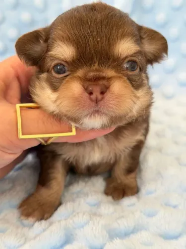 Chihuahua. A cor preferida dos amantes da raça. Pelagem longa chocotan